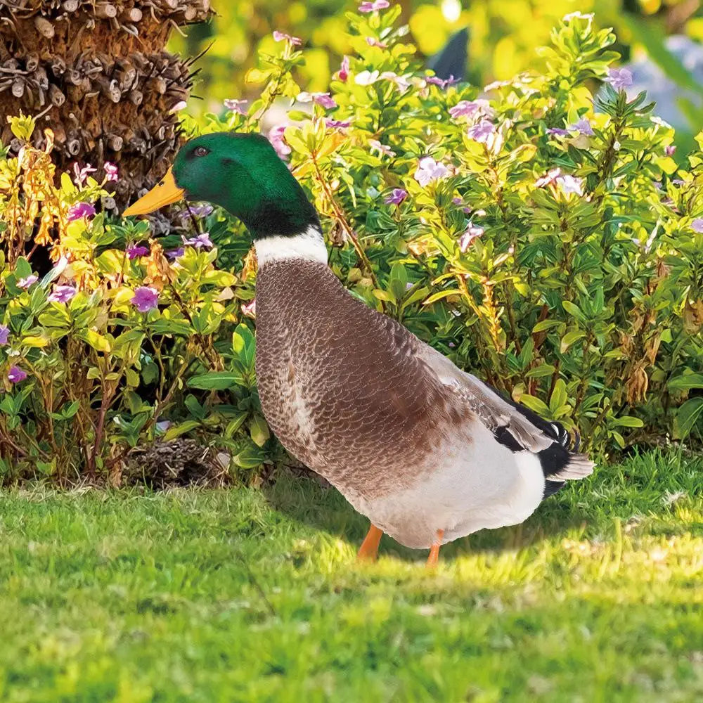 DuoDuck Realistisk Dobbeltsidet Gråand Skulptur