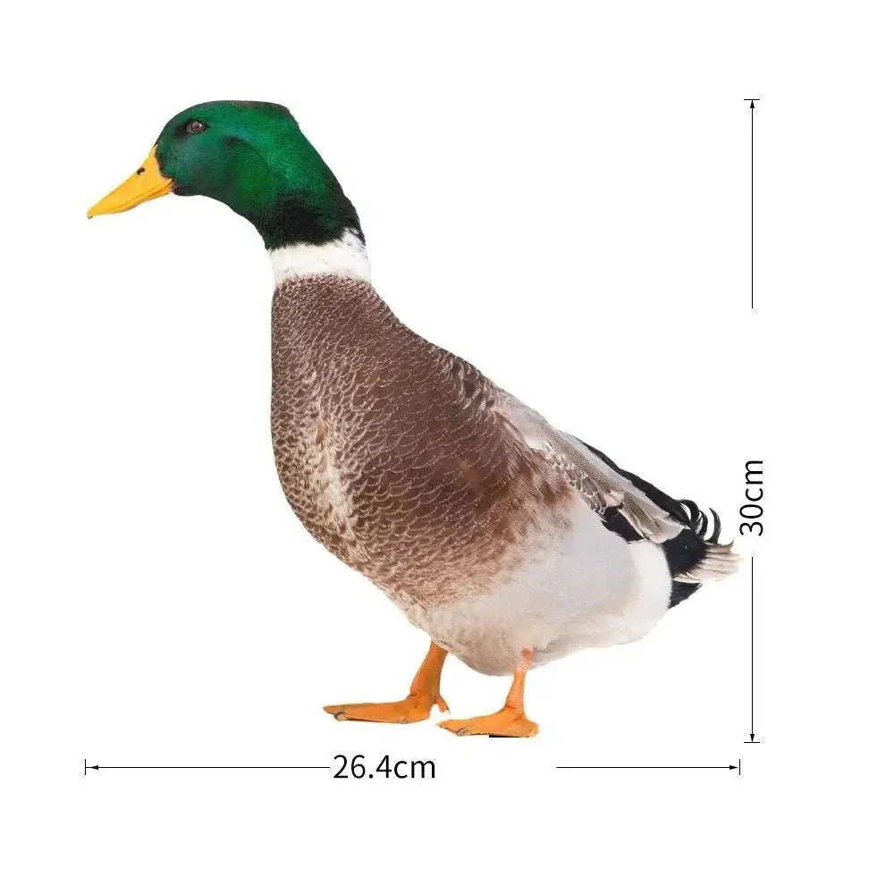 DuoDuck Realistisk Dobbeltsidet Gråand Skulptur